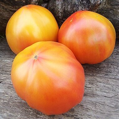 Sumu apgabala rītausmas (Зорі Сумщини)